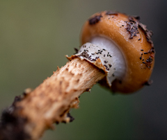 Cortinarius trivialis
