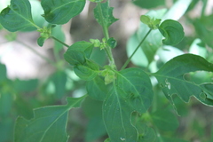 Dicliptera brachiata