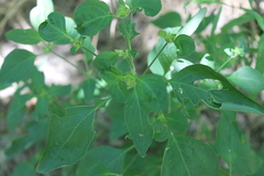 Dicliptera brachiata
