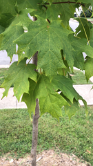 Acer