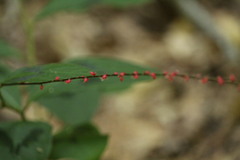 Persicaria filiformis