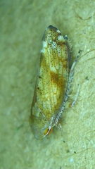 Fieberiella