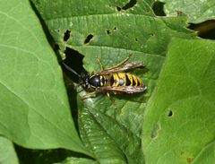 Vespula vulgaris