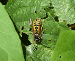 Vespula vulgaris
