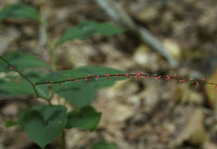 Persicaria filiformis