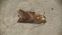 Acrobasis angusella