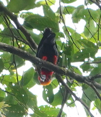 Pityriasis gymnocephala