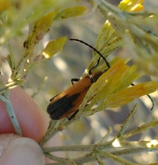 Crossidius coralinus