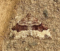 Xanthorhoe