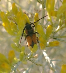 Crossidius coralinus