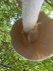 Amidella