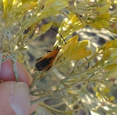 Crossidius coralinus