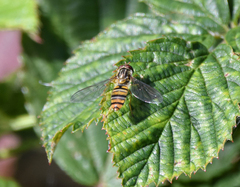 Episyrphus balteatus