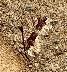 Xanthorhoe