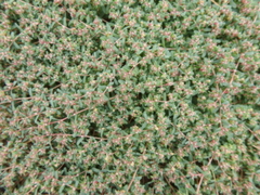 Euphorbia glyptosperma