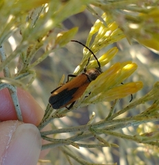 Crossidius coralinus