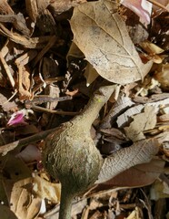 Callirhytis quercussuttoni