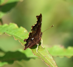 Polygonia c-album
