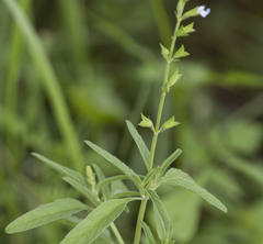Salvia reflexa