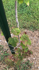 Acer saccharum