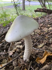 Amidella