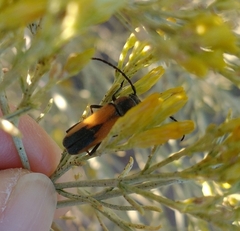Crossidius coralinus