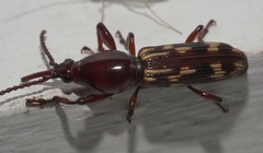 Arrhenodes minutus