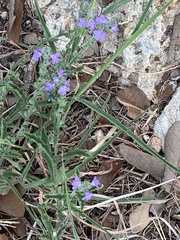 Verbena canescens