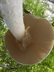 Amidella