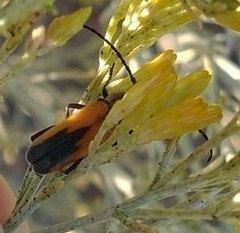 Crossidius coralinus