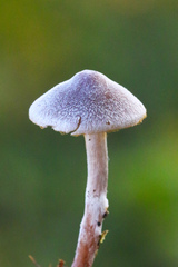 Cortinarius flexipes