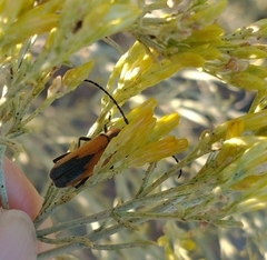 Crossidius coralinus