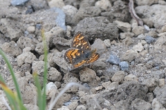 Phyciodes pulchella