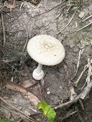 Amanita multisquamosa
