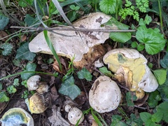 Caloboletus radicans