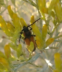 Crossidius coralinus