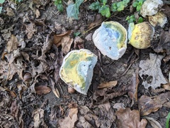 Caloboletus radicans