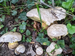 Caloboletus radicans