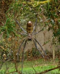 Trichonephila fenestrata
