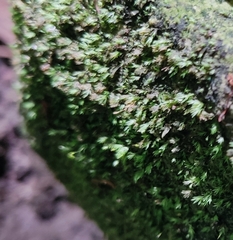 Fissidens gracilifolius