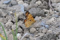Phyciodes pulchella