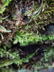 Homalothecium sericeum