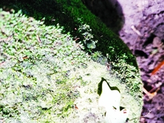 Fissidens gracilifolius