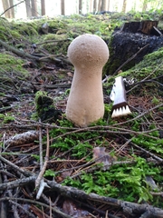 Lycoperdon