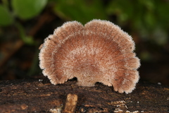 Schizophyllum commune