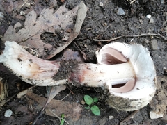 Agaricus augustus