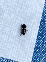 Glischrochilus quadrisignatus