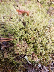 Racomitrium