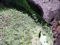 Fissidens gracilifolius