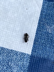 Glischrochilus quadrisignatus